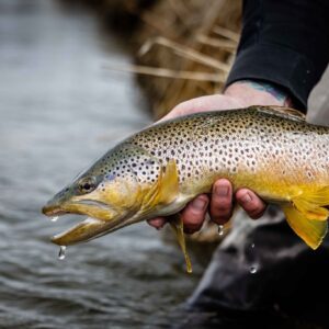 Angler’s Covey