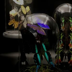 Novis Mortem Collective